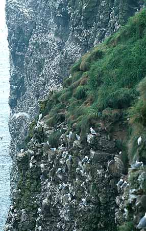 P1791_vogelfels_stonehaven