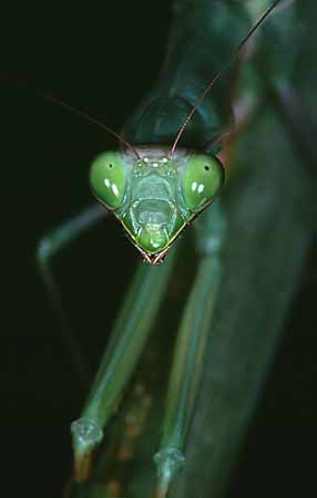 P1838_gottesanbeterin_portrait