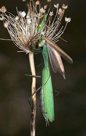 P1844_gottesanbeterin_frisst_maennchen