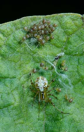 P1846_spinne_mit_jungspinnen