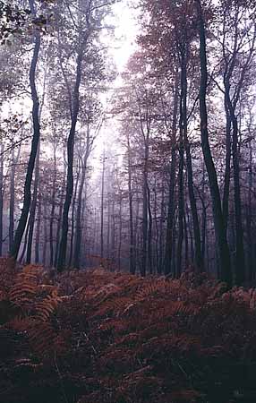 P1848_baeume_im_nebel