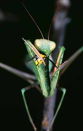 P1872_gottesanbeterin_mit_wespenkopf