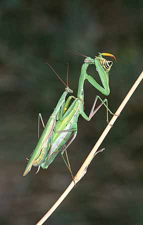 P1885_gottesanbeterin_paarung