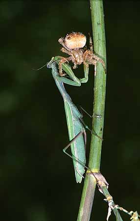 P1892_gottesanbeterin_frisst_kreuzspinne