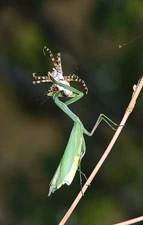 P1893_gottesanbeterin_frisst_argiope
