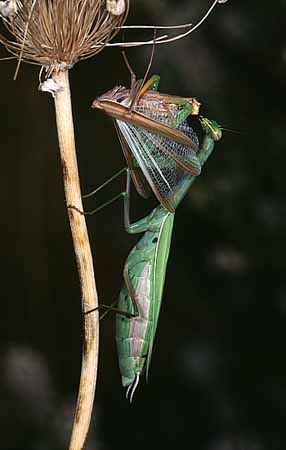 P1895_gottesanbeterin_frisst_maennchen