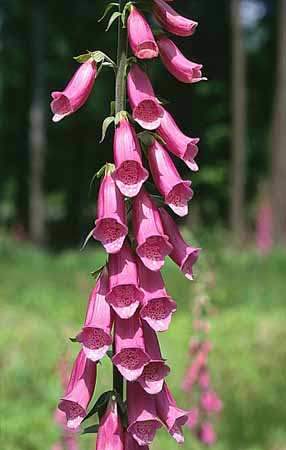 P1898_roter_fingerhut