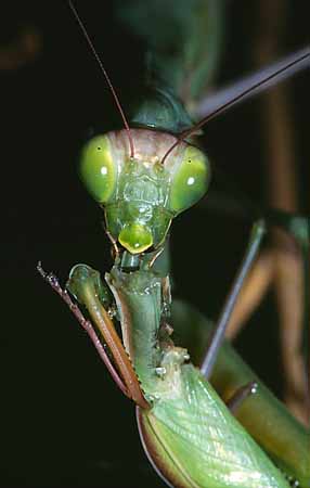 P1900_gottesanbeterin_frisst_maennchen