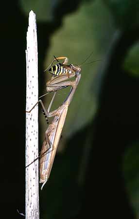 P1902_gottesanbeterin_frisst_argiope