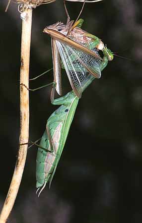 P1906_gottesanbeterin_frisst_mannchen