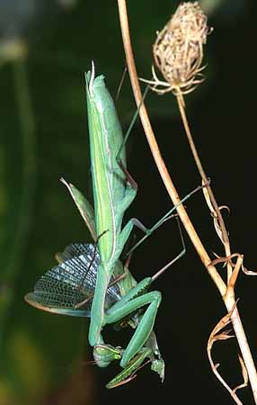 P1907_gottesanbeterin_frisst_maennchen