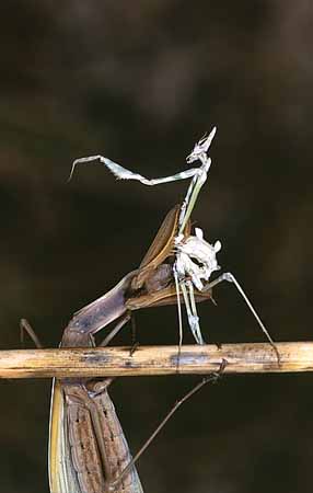 P1908_gottesanbeterin_frisst_empusa