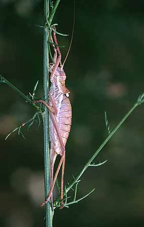 P1915_rosarote_sattelschrecke