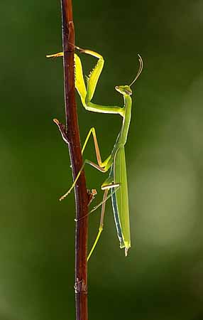 P1922_gottesanbeterin_im_gegenlicht