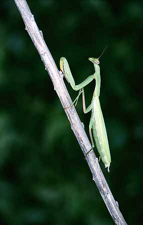 P1923_gottesanbeterin