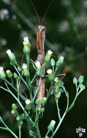 P1928_gottesanbeterin_in_lauerstellung
