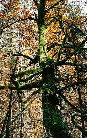 P1941_alter_baum_slowenien