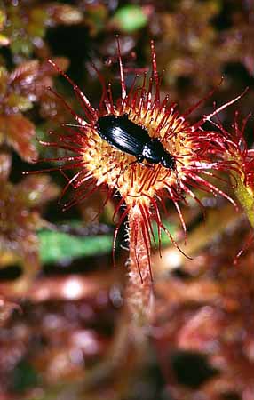 P1952_sonnentau_mit_kaefer