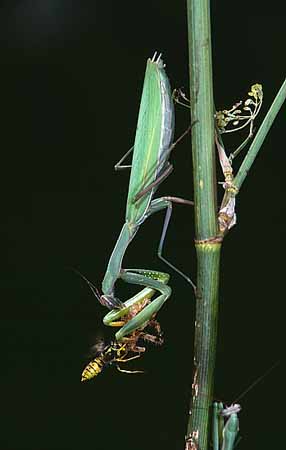 P1957_gottesanbeterin_und_wespe