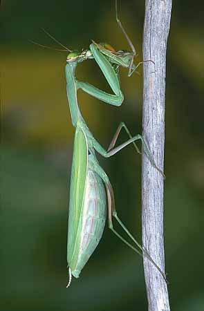 P1958_gottesanbeterin_frisst_maennchen