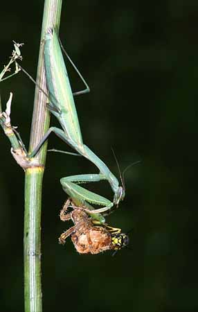 P1959_gottesanbeterin_und_wespe