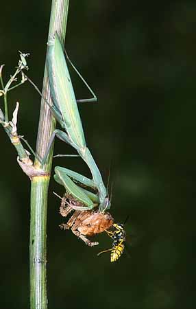 P1960_gottesanbeterin_und_wespe