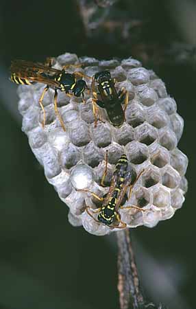 P2043_wespennest