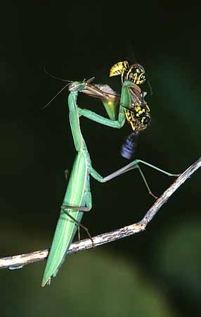 P2052_gottesanbeterin_und_wespen
