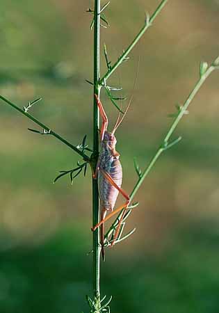 P2055_sattelschrecke_rosarot