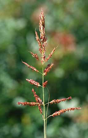 P2058_bluehendes_gras