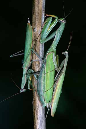 P2110_gottesanbeterin_paarung