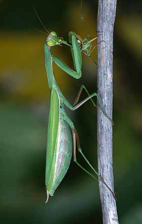 P2135_gottesanbeterin_frisst_maennchen
