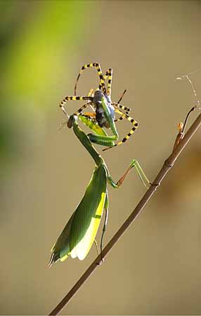 P2139_gottesanbeterin_mit_argiope