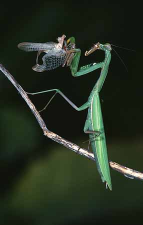 P2142_gottesanbeterin_frisst_maennchen