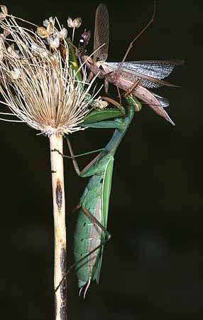 P2143_gottesanbeterin_frisst_maennchen_1