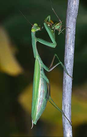 P2144_gottesanbeterin_frisst_maennchen_2
