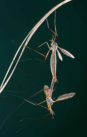 P2159_schnakenpaarung