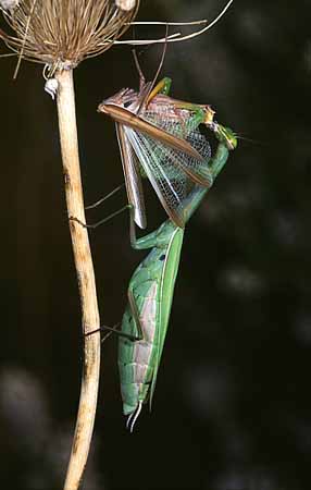 P2180_gottesanbeterin_frisst_maennchen