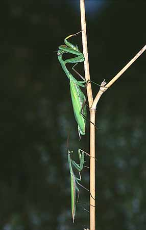 P2188_gottesanbeterinnen