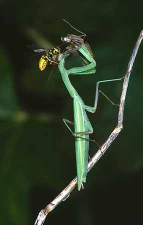 P2230_wespe_attackiert_gottesanbeterin