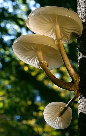 P2231_schleimruebling