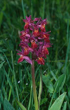 P2232_orchidee