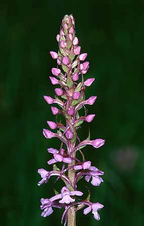 P2278_orchidee_knabenkraut_nah