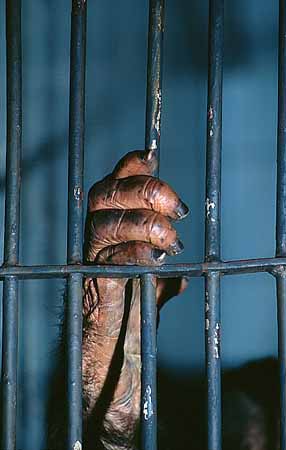 P2308_0rang_hand_freiheit