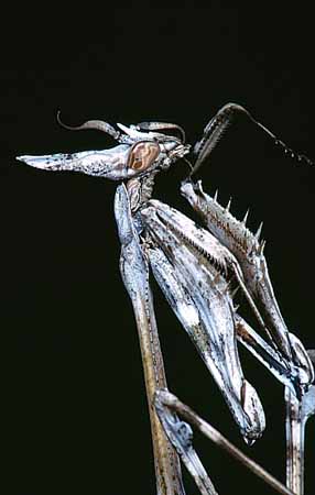 P2340_empusa_reinigt_fuehler