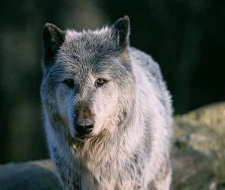 P2381_wolf