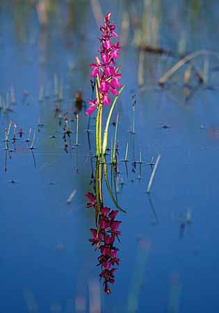 P2415_orchidee_im_wasser