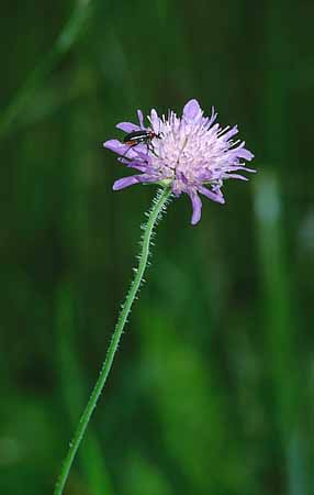 P2432_kaefer_auf_bluete