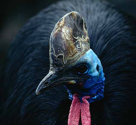 P2492_kasuar_portrait