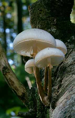 P2505_schleimruebling